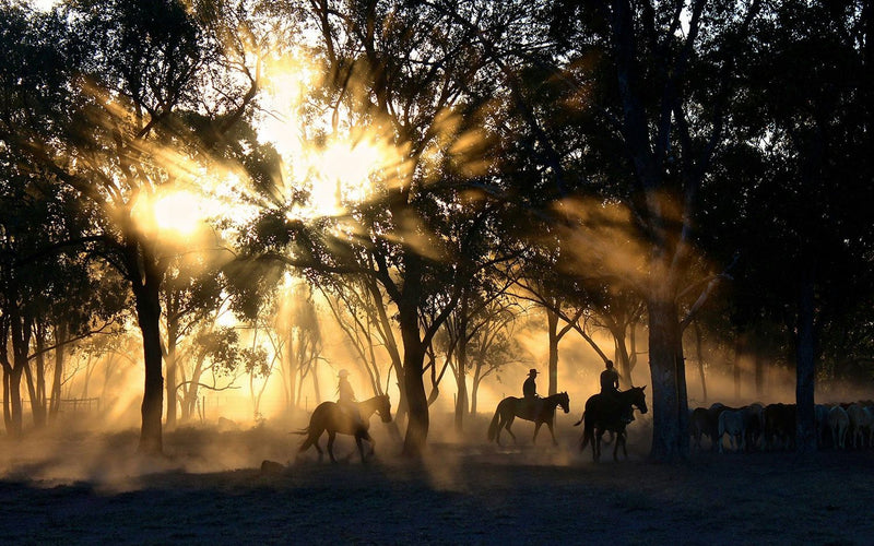 horseback riding trail sunset.jpg