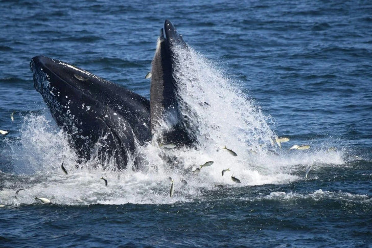 3 Hour Whale, Dolphin, and Bird Watching Cruise in Cape May