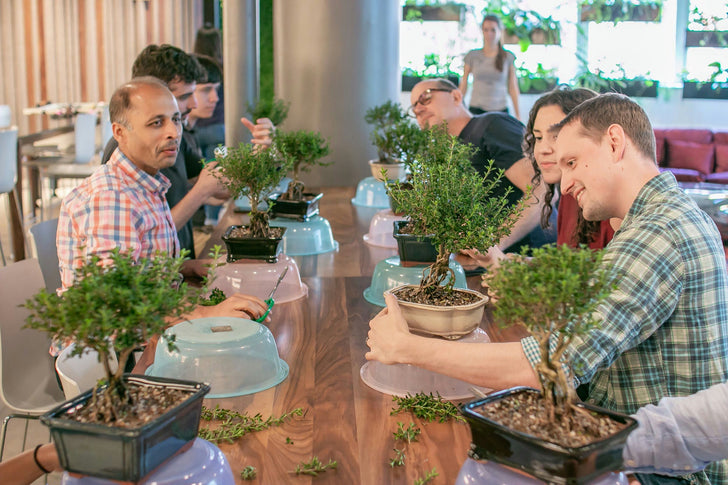 Bonsai Masterclass: Learn the Art of Bonsai in NYC