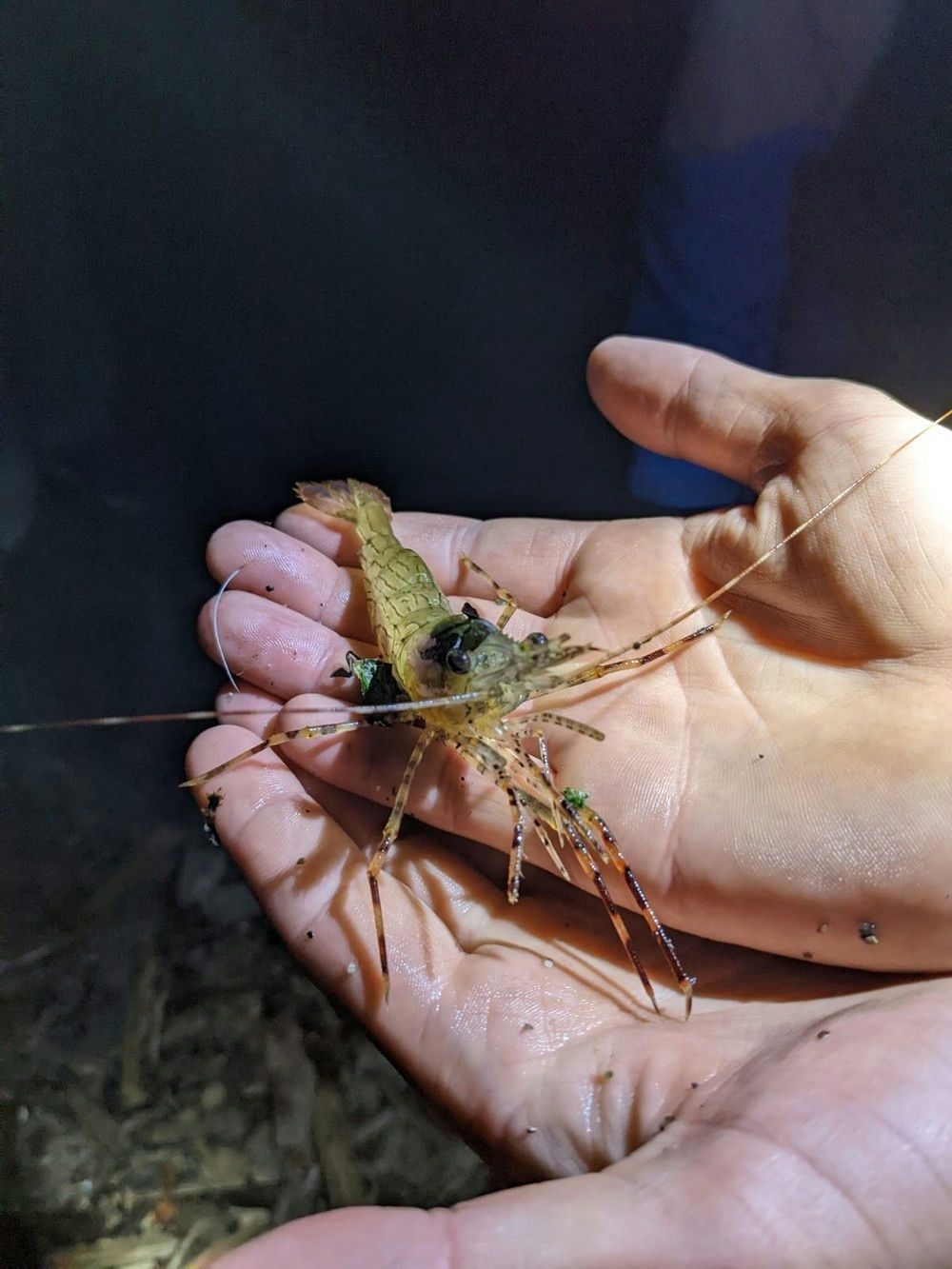 insect-in-hands-jpeg