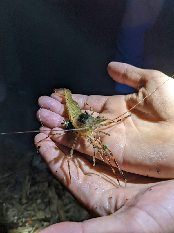 insect-in-hands-jpeg