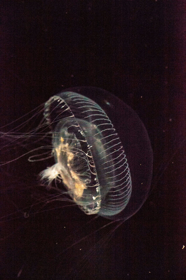 jellyfish-jpeg