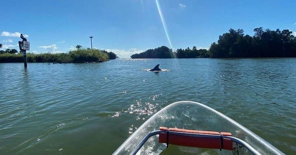 kayaking-with-dolphin-jpeg