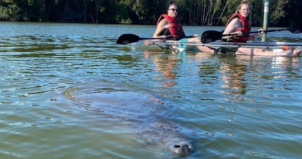 kayaking-with-manatee-jpeg