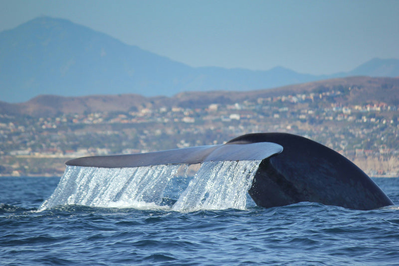 large-whale-tail-jpeg