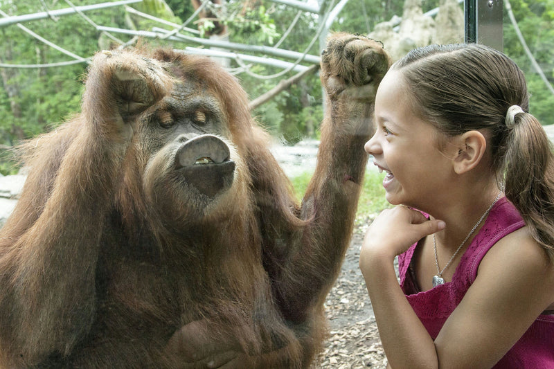 laughing-at-zoo