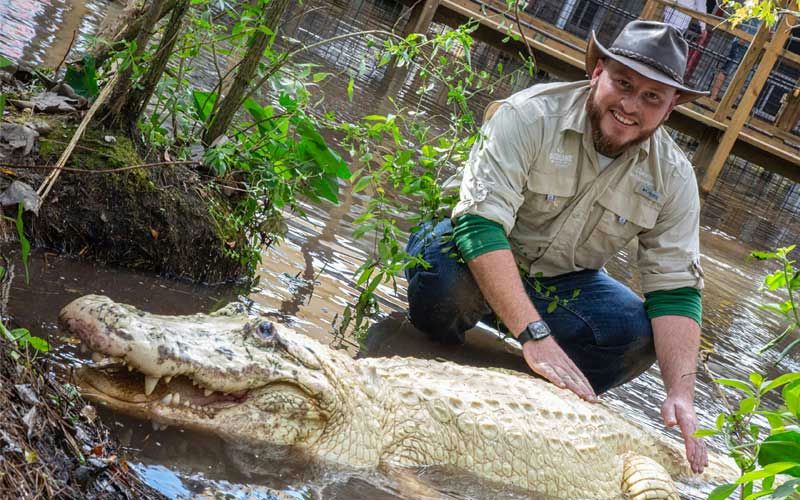 Leuciistic-Alligator.jpg
