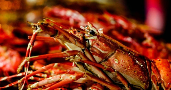 lobster