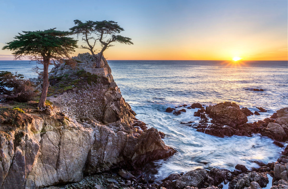 lone-cypress-tree-jpg