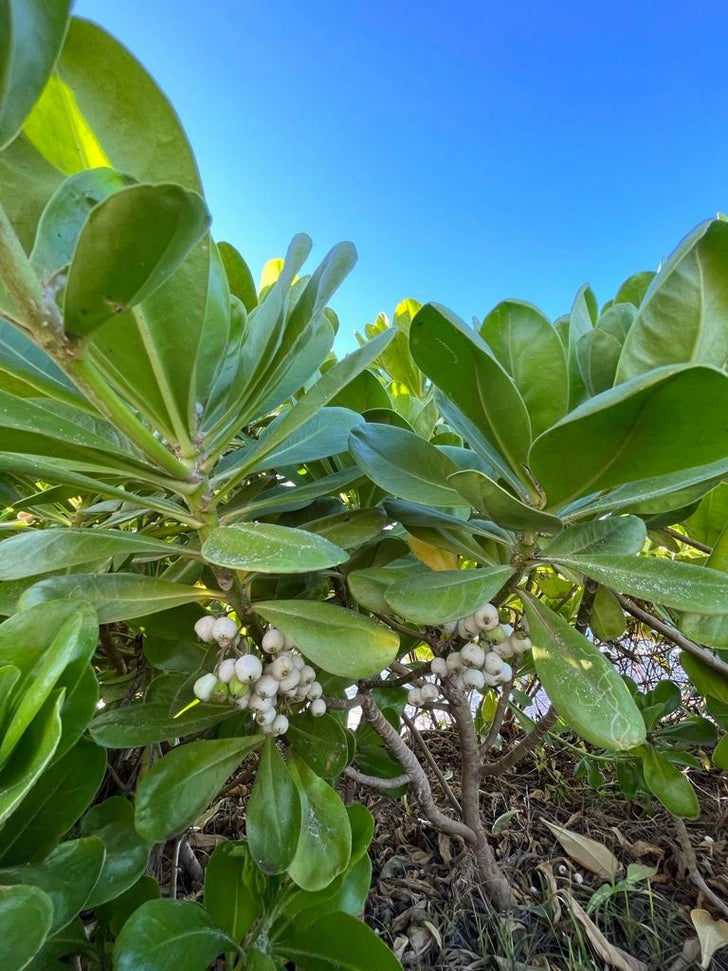 Malama Hawaii Restoration Planting Tour