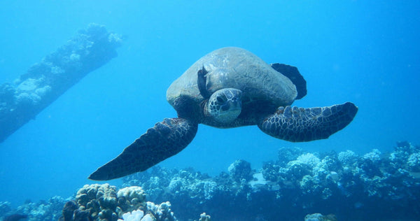 malaturtle-jpg