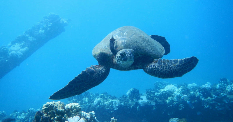 malaturtle-jpg