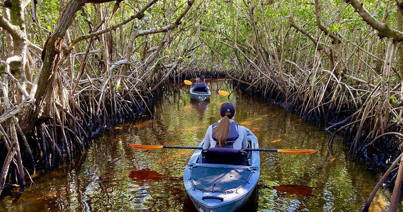 Manatees and Mangrove Tunnels kayaking through water.jpg