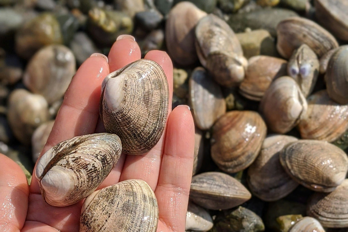 manila-clams-in-hand