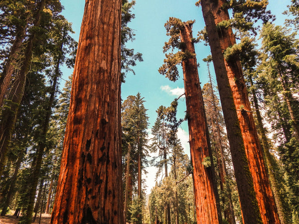 mariposa-grove-jpg