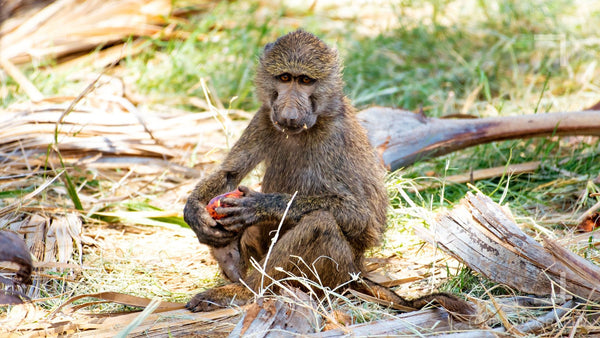 monkey eating fruit