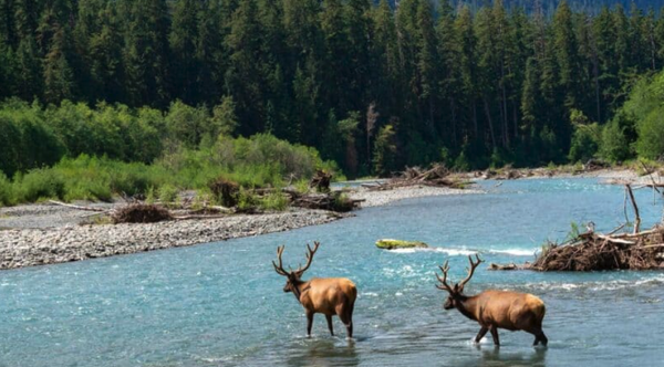 moose-in-lake