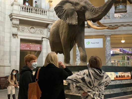 museum natural history elephant.jpg