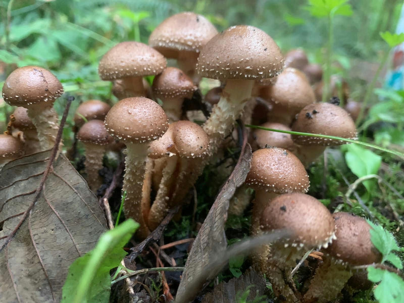 mushrooms-in-forest