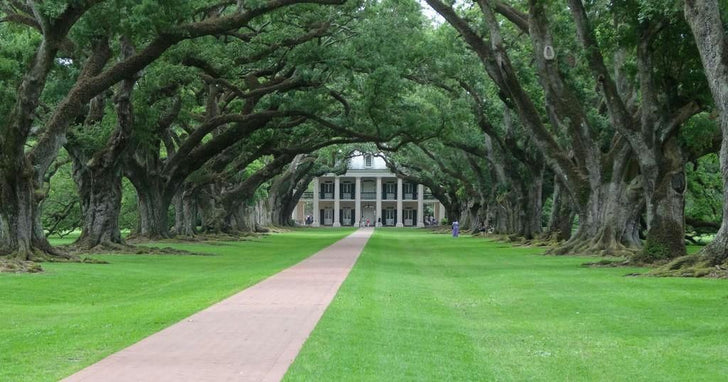 Oak Alley Plantation & Airboat Ride Swamp Tour