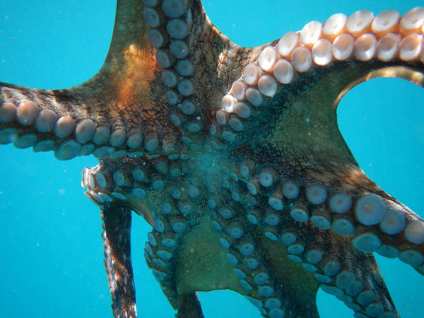 octopus-jpg