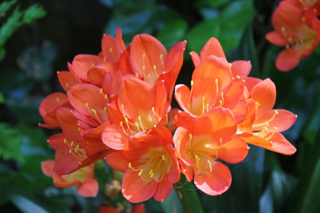 orange-flower