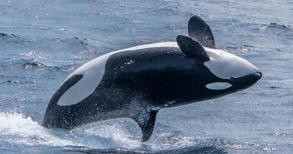 orca-back-flip-png