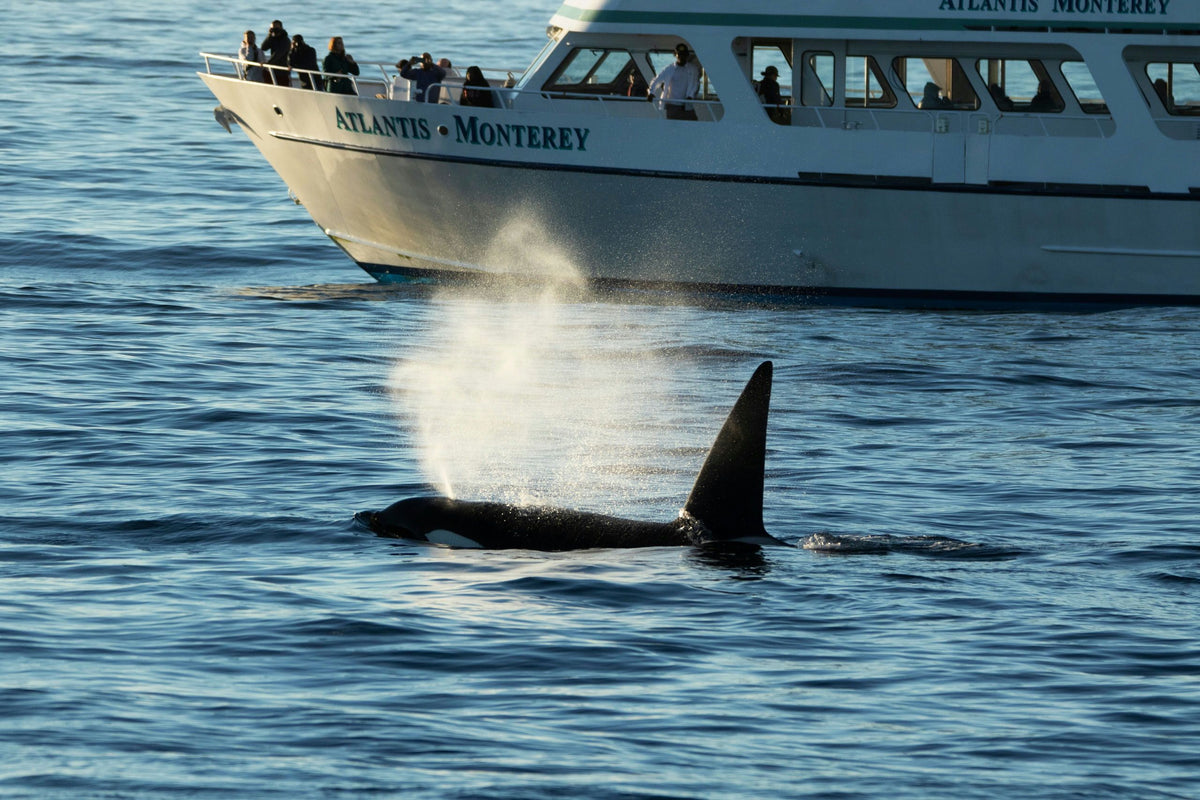 orca-by-boat-jpeg