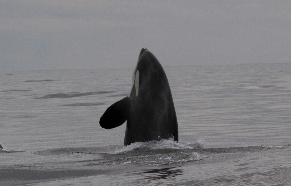 orca-coming-out-of-water-jpeg