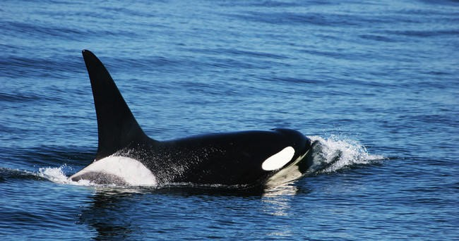 orca-in-ocean-png