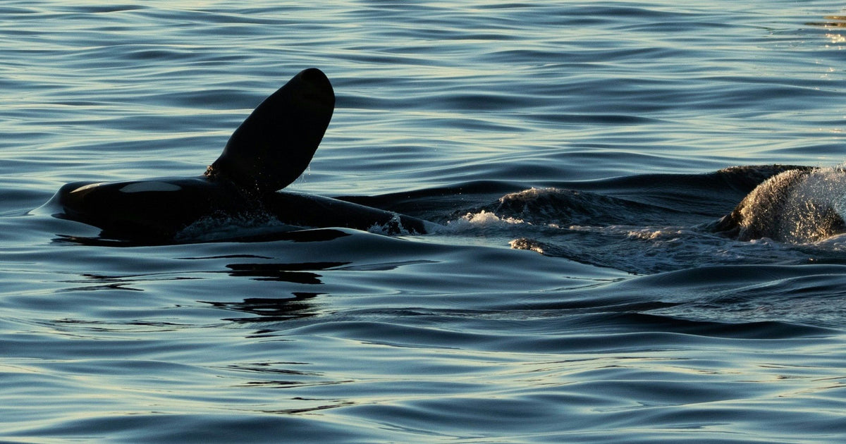 orca-waving-jpeg