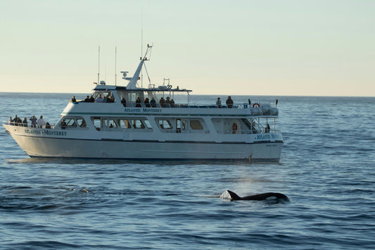 orca beside boat.jpeg