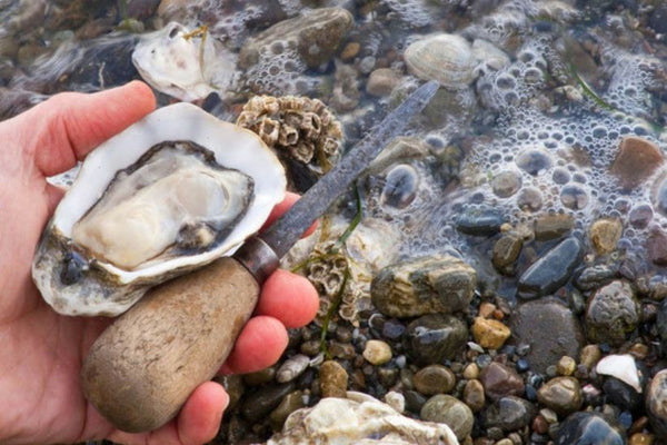 oyster-clam-shucked-over-water