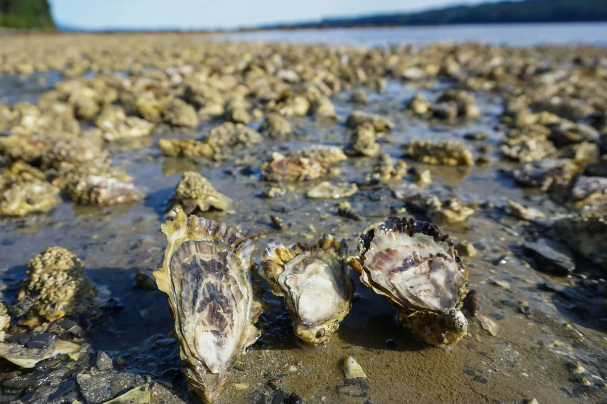 oysters-at-the-beach