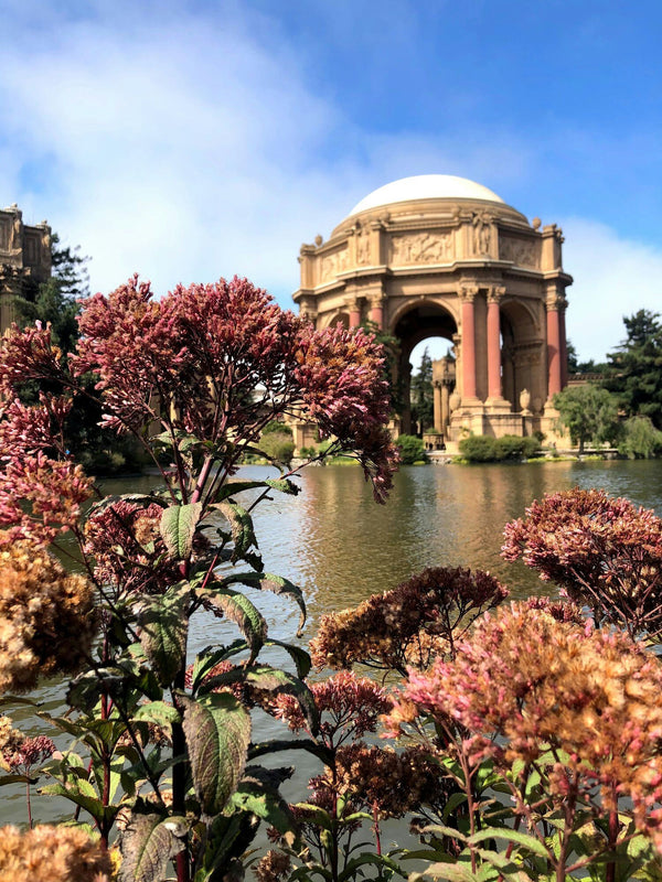 Palace+of+Fine+Arts