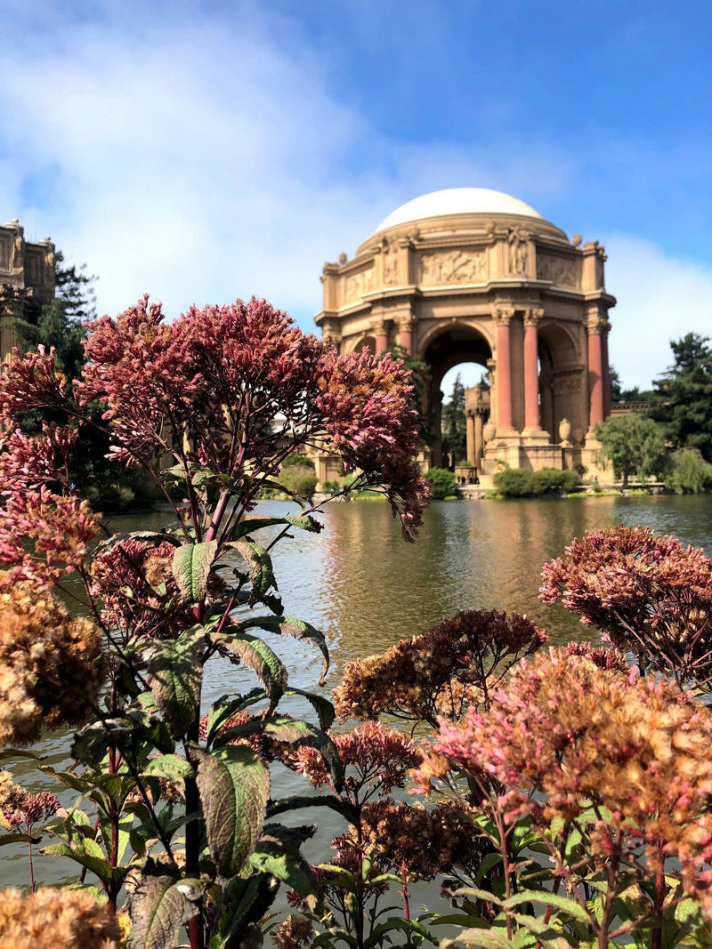 Palace+of+Fine+Arts