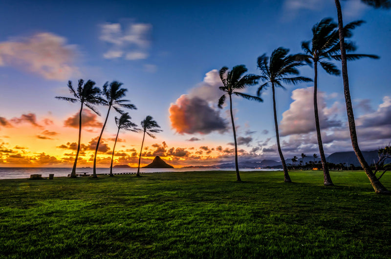 palm-trees