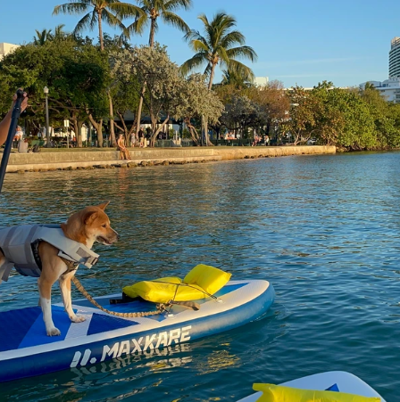paws-on-paddle-board