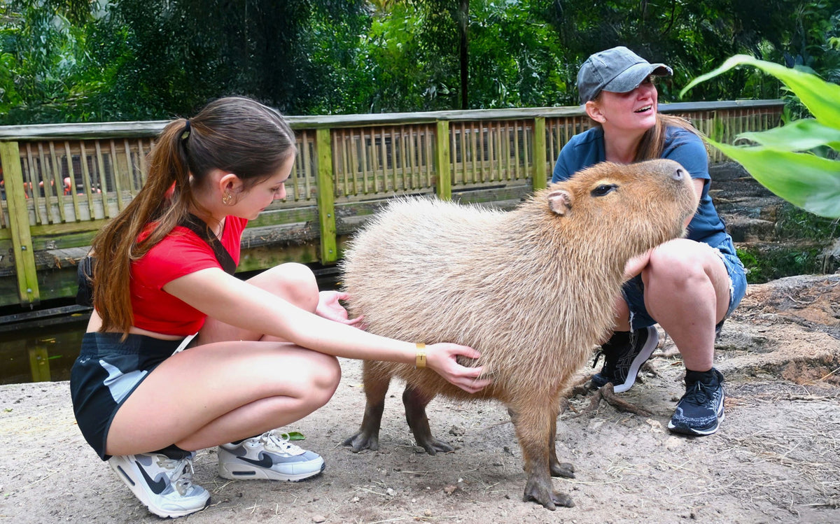 petting-a-capybara-jpg