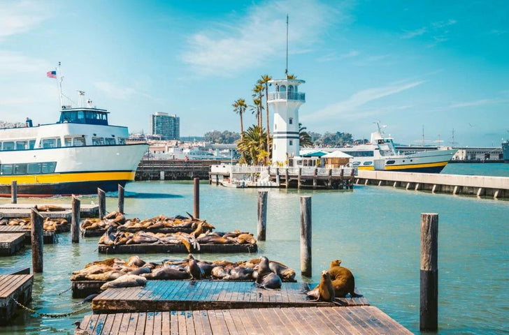 North Beach Walking Tour With Alcatraz Cruise & SkyStar