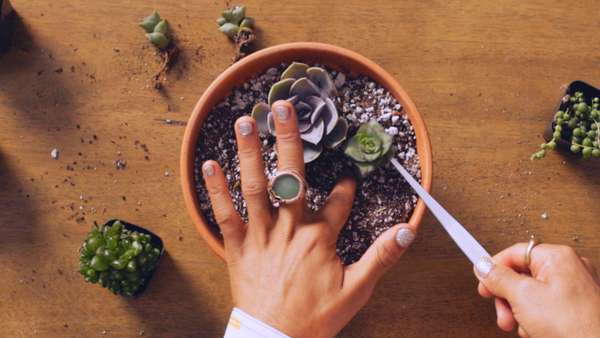 planting