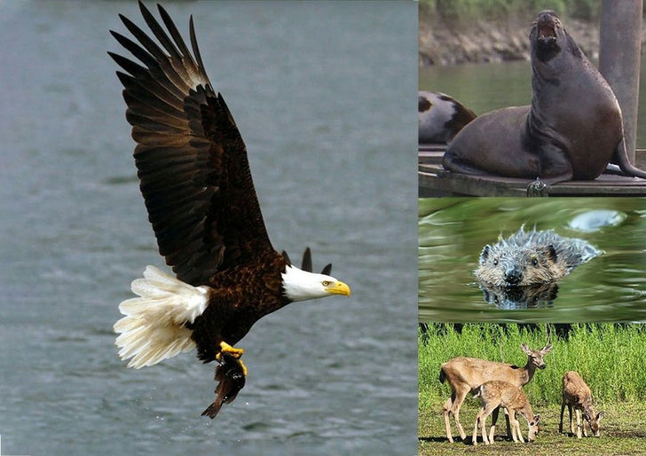 Willamette River Private Nature & Wildlife Cruise