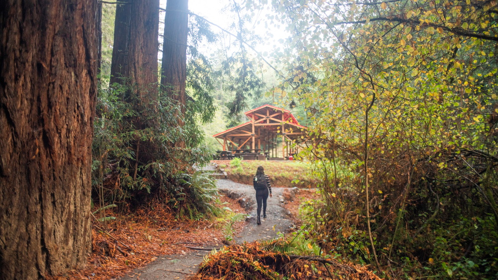 redwood-trail-with-woman