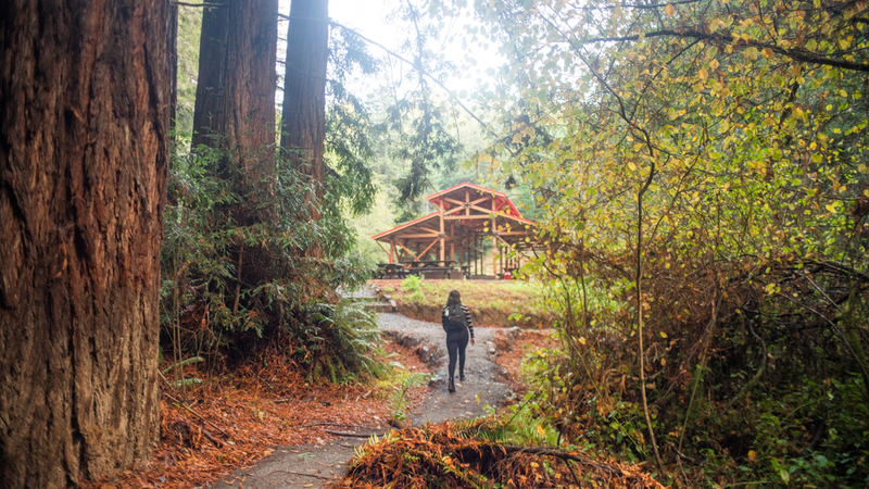 redwood-trail-with-woman