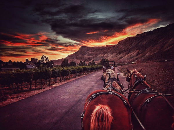 2 horse drawn carriages at sunset.jpg