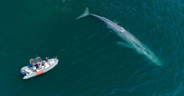 San Diego- Dolphin and Whale Watching Speedboat tour dolphins swimming.jpg