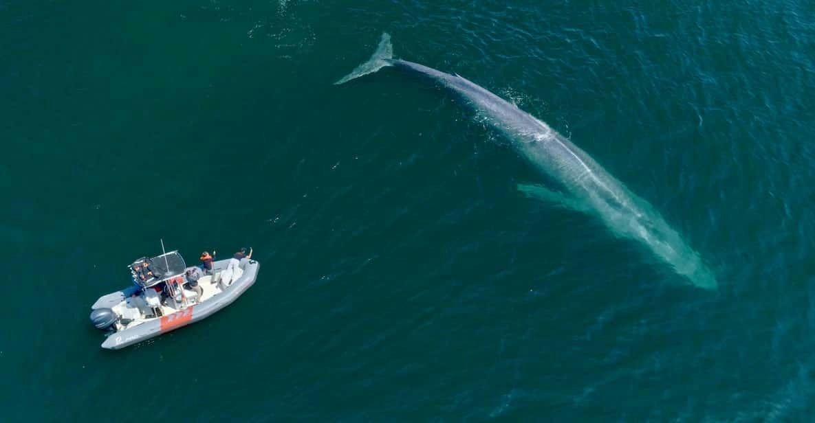 san-diego-dolphin-and-whale-watching-speedboat-tour-boat-going-towards-whale-in-water-jpg