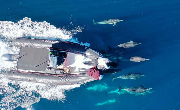 San Diego- Dolphin and Whale Watching Speedboat tour dolphins swimming.jpg