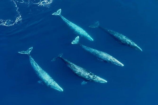san-diego-dolphin-and-whale-watching-speedboat-tour-family-of-whales-jpg