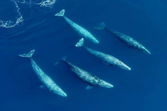 san-diego-dolphin-and-whale-watching-speedboat-tour-family-of-whales-jpg